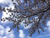 Photo by Sheila Webber of branch of cherry blossom in March 2024
